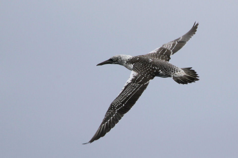 Australasian Gannet (Morus serrator)